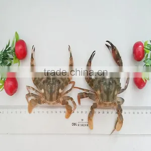Frozen W/R Mud Crabs thumbnail-1