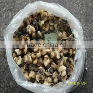 Frozen Seafood Conch thumbnail-1