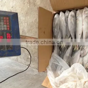 Frozen Horse Mackerel thumbnail-5