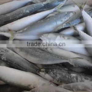 Frozen Pacific Mackerel thumbnail-3
