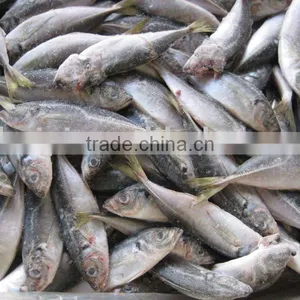 Horse Mackerel(100-150g) thumbnail-1