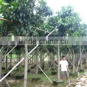 Ficus Altissima for Tropical Climate Garden Plants and Landscaping Trees thumbnail-1