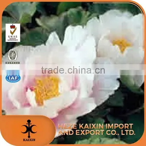 Hot Sale Paeoniflorin Tree Peony Root Bark thumbnail-3