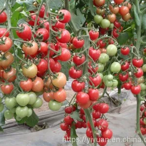 Cherry Tomato Seeds Hot Tomato Greenhouse Plant Tomato Seeds No.70 thumbnail-1