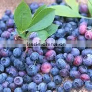 Bilberry Fruit thumbnail-1