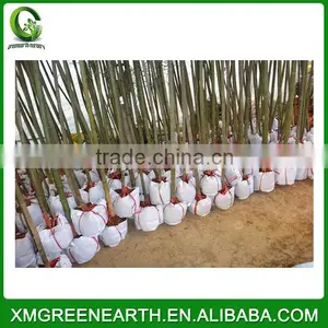 PHYLLOSTACHYS PUBESCENS Diameter 3-4cm(2) thumbnail-2