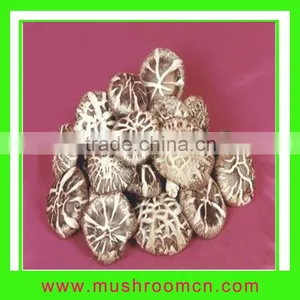White Flower Shiitake thumbnail-1