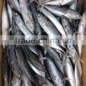 A Grade 5-8pcs/kg Seafrozen Bonito WR thumbnail-6