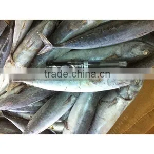 Frozen Bonito Tuna thumbnail-5