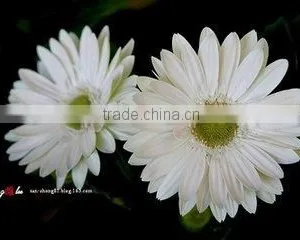 Preserved Flowers Fresh Cut Flowers Gerber Flower thumbnail-4