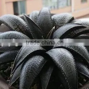 Carbon Black Paste thumbnail-4