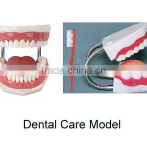Dental Care Model thumbnail-1