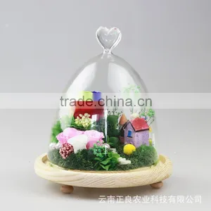 2016 Yiwu Aimee Wholesale Valentine's Day Gift Preserved Fresh Cut Flower(AM-PF02) thumbnail-2