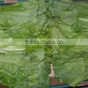 Lettuce thumbnail-1
