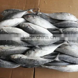 Frozen Horse Mackerel Whole Round thumbnail-1