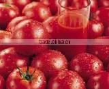 Tomato thumbnail-1