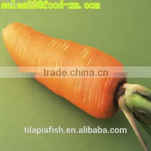 Carrot Exporters From Fujian thumbnail-1
