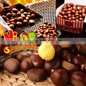 Bulk Fresh Chestnut Chinese Food Wholesale Frozen Raw Food thumbnail-6