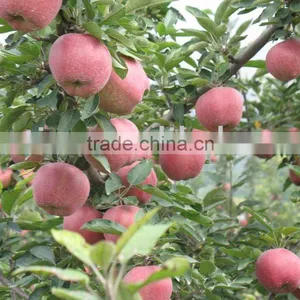 Red Apples thumbnail-1