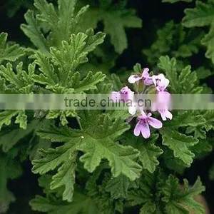 Pelargonium Graveolens (rose Geranium) thumbnail-1