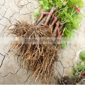 Easy Survival Putao Shu:The Grape Seedling thumbnail-4
