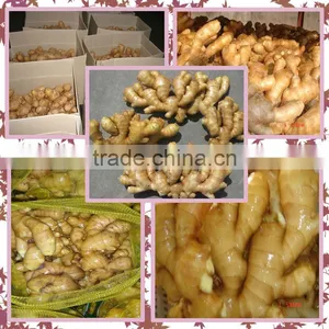 Organic Fresh Ginger thumbnail-3