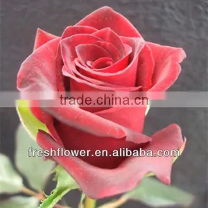 Export High Quality Fresh Cut Marigold Flowers From Farm thumbnail-1