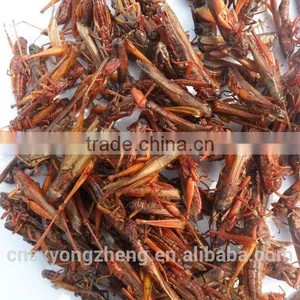 Dried Grasshopper For Bird Food thumbnail-1