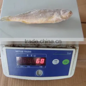 Frozen Yellow Croaker 55/75 G/pc thumbnail-4