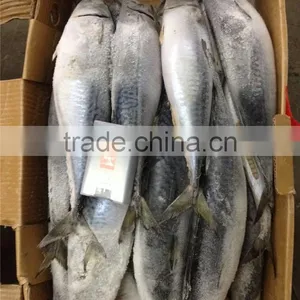 Frozen Good Quality Pacific Mackerel thumbnail-4