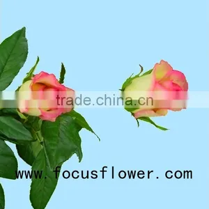 Beautiful Flower Rose Fresh Rose Hopeshow in Good Service Factory Prize Supply thumbnail-1