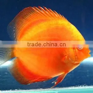 Discus Fish Aquarium thumbnail-1