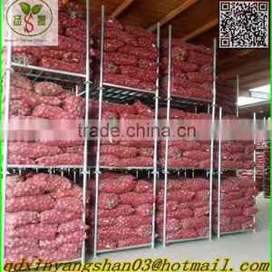 Red Onion/Shallot/Red Scallions -(website:qdxinyangshan03) thumbnail-4