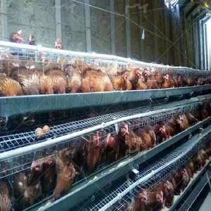 Broiler Cage / Three Story Two Door Three-dimensional Chicken Cage / Chicken Cage thumbnail-3