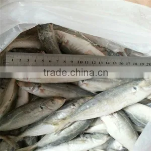 HACCP EU Frozen Horse Mackerel From Pacific Ocean thumbnail-6