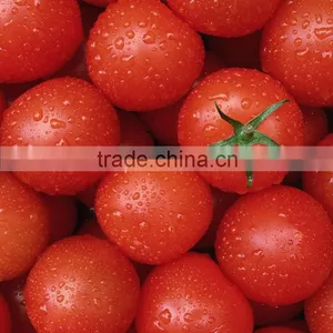 IQF Cherry Tomato thumbnail-1
