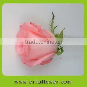 Hot Sale Antirrhinum Rose Seedlings thumbnail-3