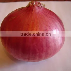 Onion thumbnail-1