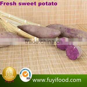 Exporter Fresh Purple Sweet Potatoes thumbnail-3
