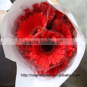 Superb High Quality Dubai Fresh Flower Red Color Gerbera With High Quality thumbnail-2