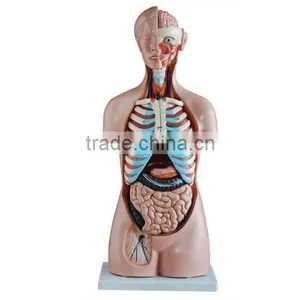 High Quality Human Torso Model 85cm for Educational thumbnail-1