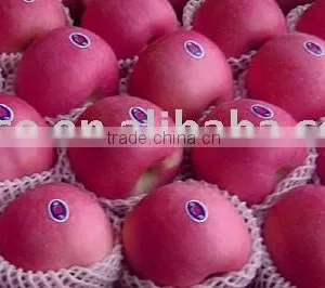 New Crop Fuji Apple thumbnail-1