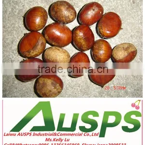 2014 Crop Chinese Fresh Chestnut thumbnail-2