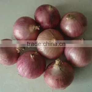 China New Crop Fresh Onion thumbnail-1