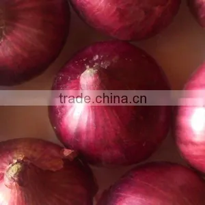 ONION thumbnail-1