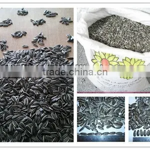Sunflower Seeds 5009 24/64, 24/68 thumbnail-1