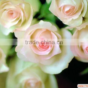 Supply Fresh Cut Flower Rose From Flower Base in Kingming thumbnail-3