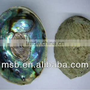 Natural Raw Thick Chinese River Triangle Shell/raw Shells thumbnail-3