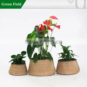 Green Field New Wholesale Indoor Flower Pot Planter thumbnail-1