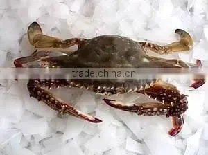 Deep Sea China Seafood Marine Crabs thumbnail-1